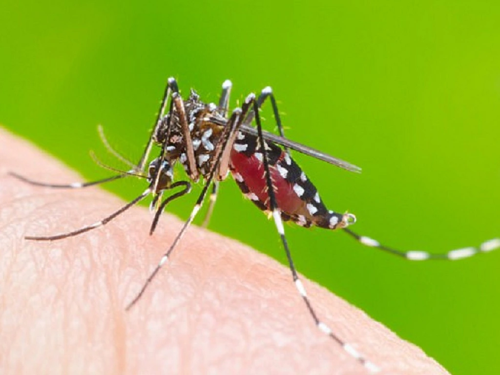 Best ways to avoid mosquito bites