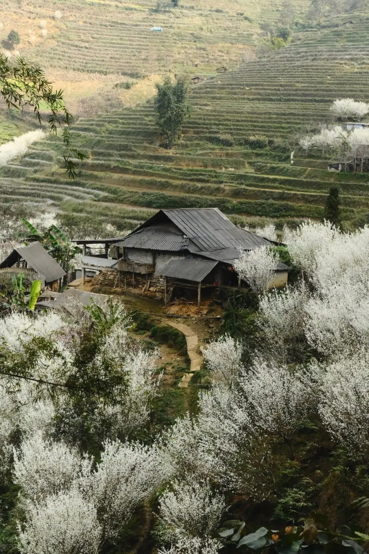 Chasing Spring in Vietnam: The Enchanting Plum Blossom Season of Bac Ha & Si Ma Cai.